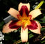 Hemerocallis Moonlight Masquerade